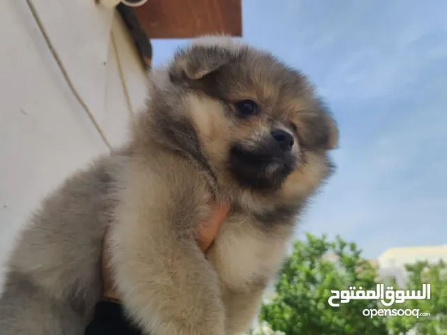 بوميريان  في ابوطبي