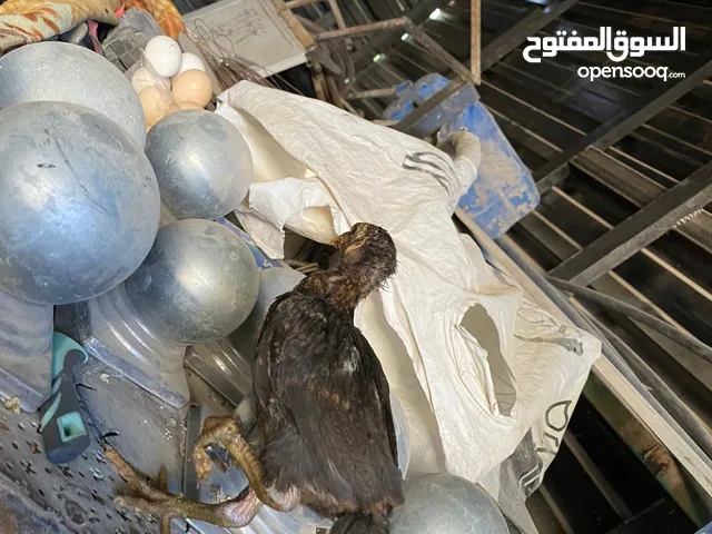 صوص بلدي بحدود 50حبه ماخذين جميع المطعيم