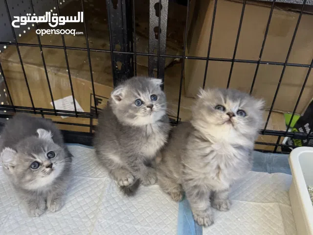 Breed : persian sccotish biritsh short hair himalayan bengal siberian Age: 2months Vaccinated