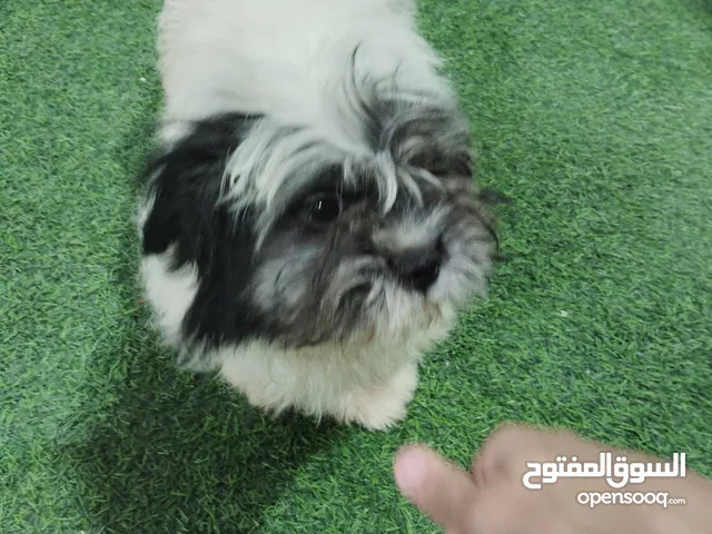 كلاب مالتيز العمر سنتين