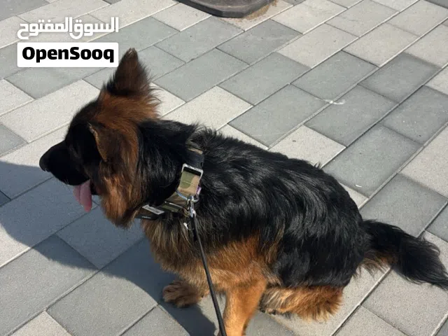 جيرمن شيبرد لونق هير للبدل مع اي كلب يفضلل هاسكي مالموت