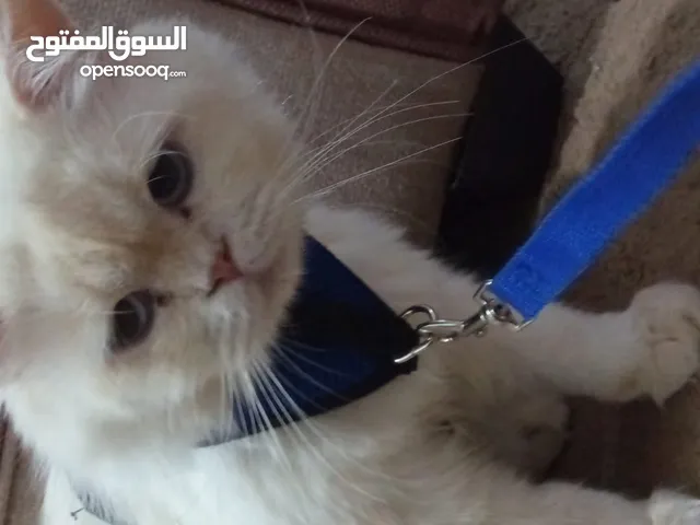 بسه للتبني