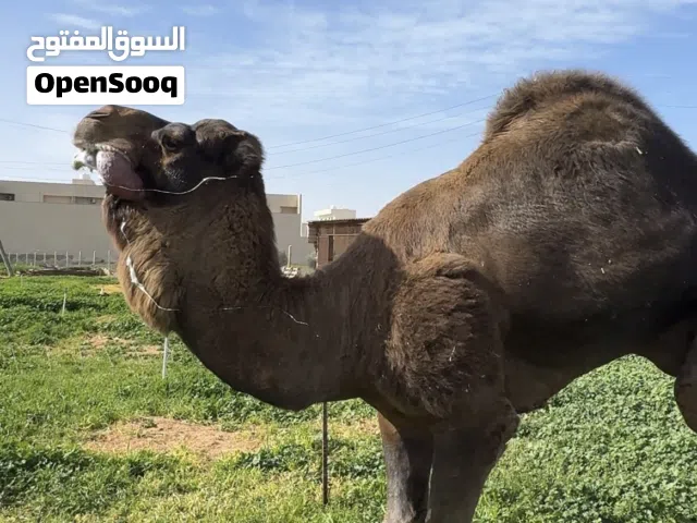 فحل للبيع ..