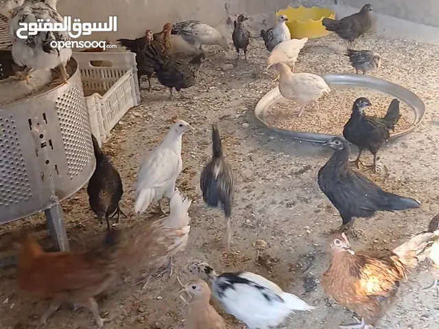 عمر 3 اشهر بلدي و شوي لوهمان