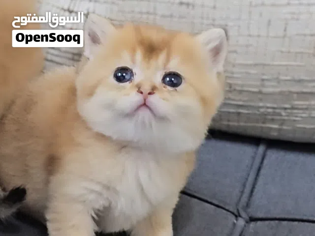 سكوتش فولد وستريت مستوى ممتاز بيور