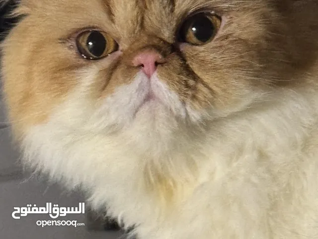 ذكر بيكي فيس روسي مسجل للتزاوج