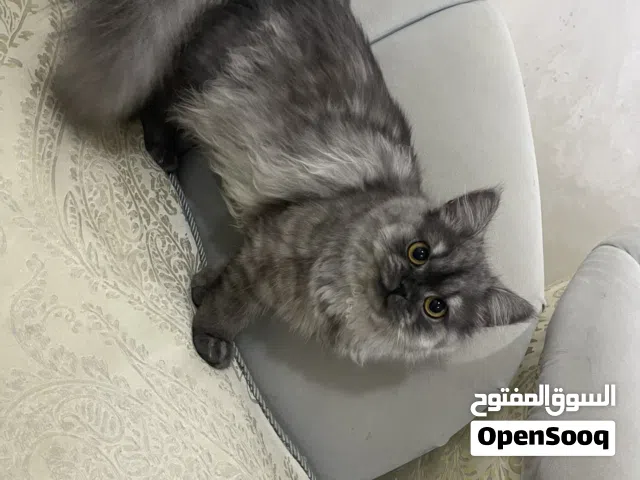 قط لتبني بدون رسوم