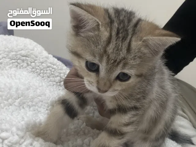 قطط لتبني Cats for adoption