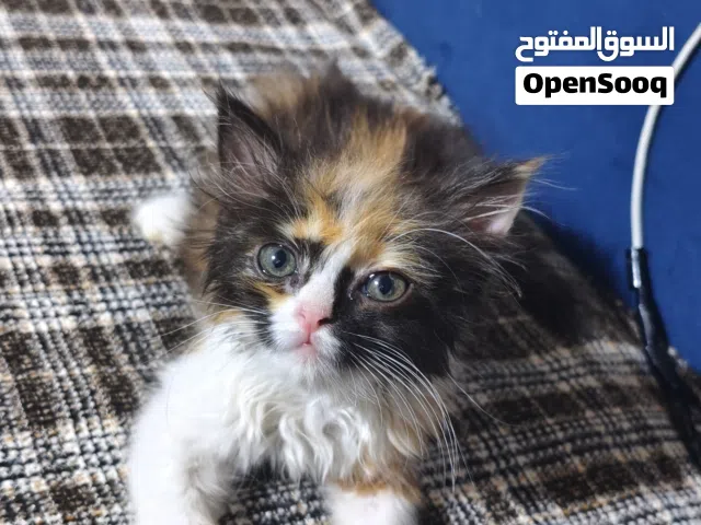 بزون صغير شيرازي وبرتش عمره شهر ذكر لعوب وأليف