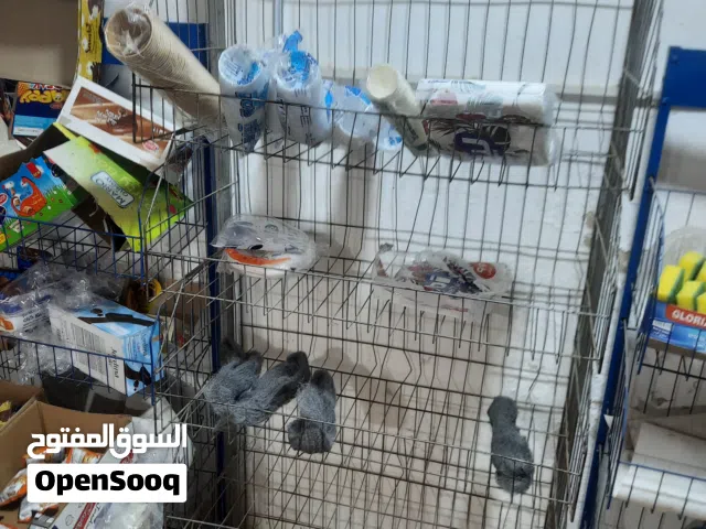 ستاندات شبس عدد 4 وثلاجة للبيع