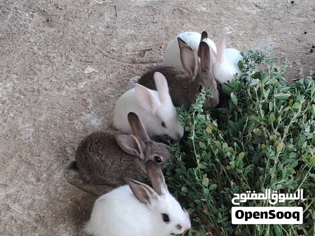 ارانب هولنديات صغار