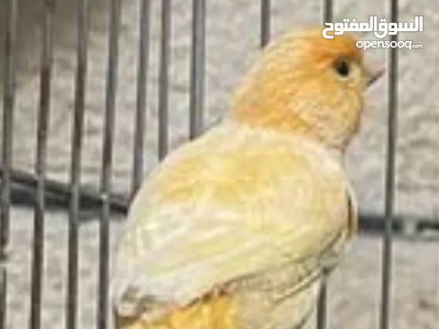 عصفور كنار تغريد نار جاهز للتزاوج البيع من دون قفص من دون قفص الرجاء قراءه الوصف