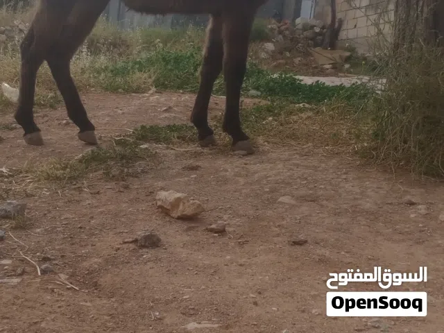 حمار فحل للبيع نخب اول العمر سنه و نص