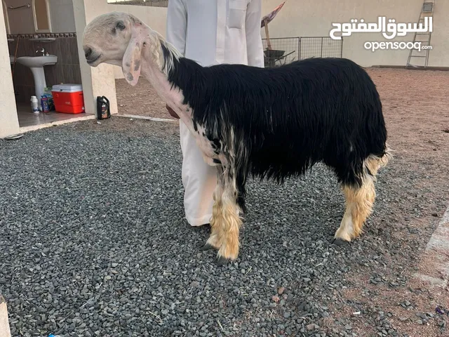 حراج معرض عين الحجاز ل الحلال