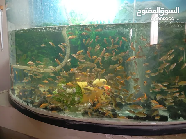 سمك للبيع جولدن فش