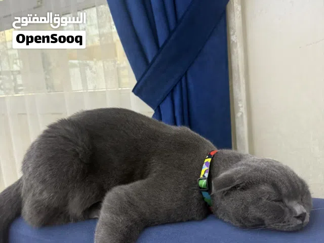 قط سكوتش فولد للبيع