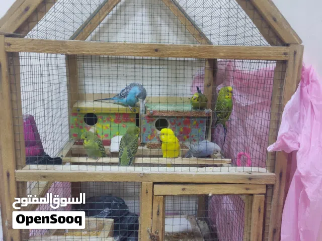 طيور حب اقره وصف