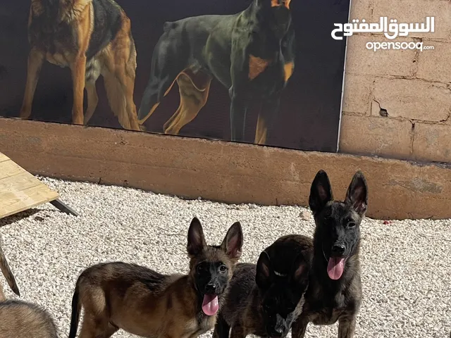 متوفر جراء دوتش شيبرد من النوادر في الاردن وسعرمنافس اناث فقط مع دفتر المطاعيم لكل جرو