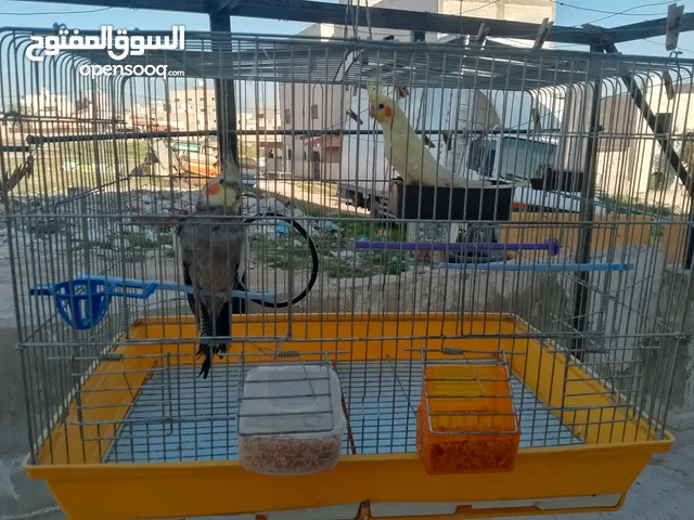 بيع ببغاء كوكتيل مع القفص ذاكر و انثه قابل التفاوض