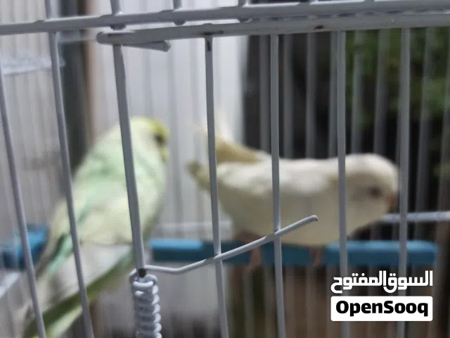 كوبيا بقلينو