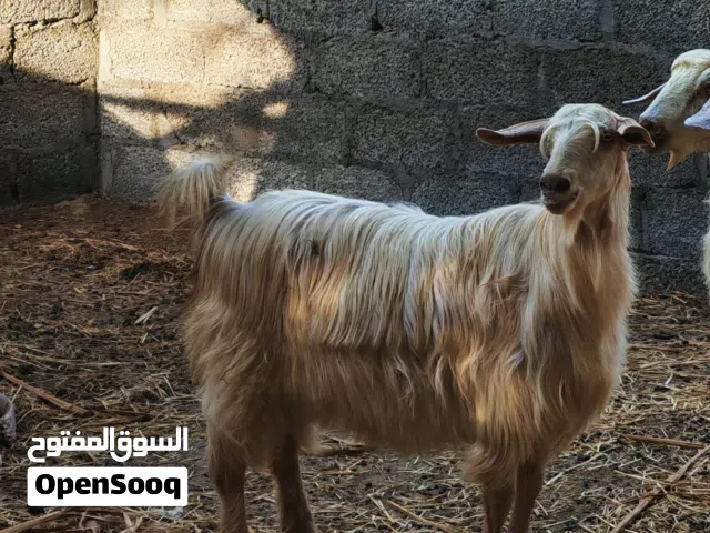 تيس باكستاني و شاه