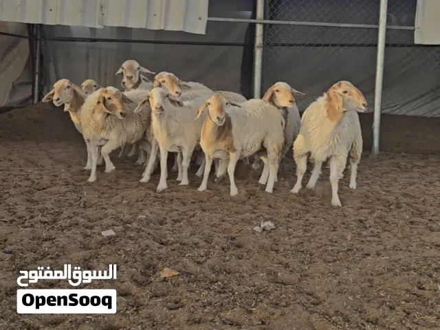 البنور الفرنسي