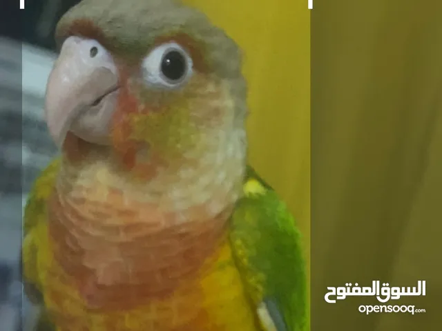 very friendly parrot.