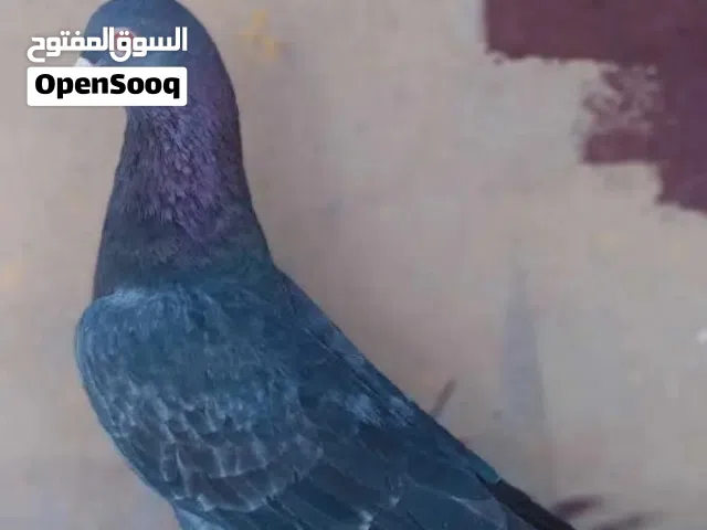 السلام عليكم روحة طيره ماشيه بعدهي نسل الصايده انا افكه ذمه