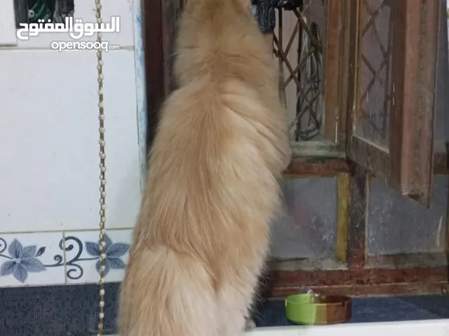 قطه اسمها. سمسمه