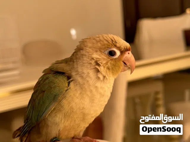 Green cheek conure the type of bird is cinnamon mixed with turquoise 6 months old only.