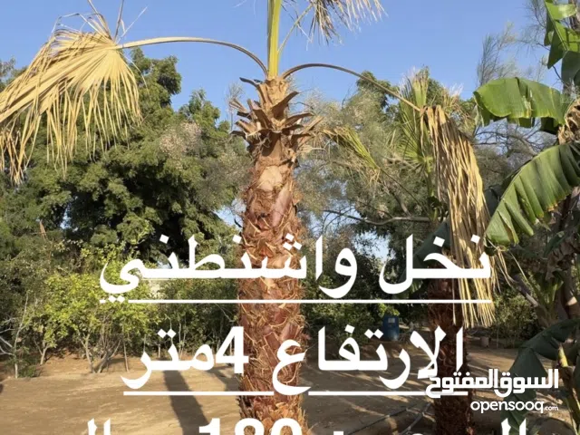 نخيل واشنطني