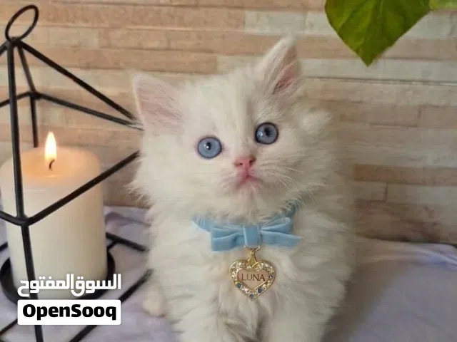 قط شيرازي شهرين