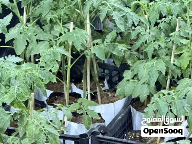 شتلات طماطم للبيع