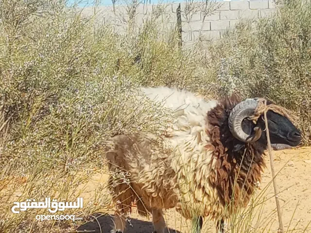 خروف خروف كويس