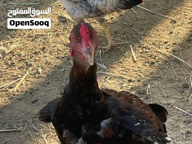 ديك و دجاجه باكستاني اصيل الي يبا بسعر مناسب