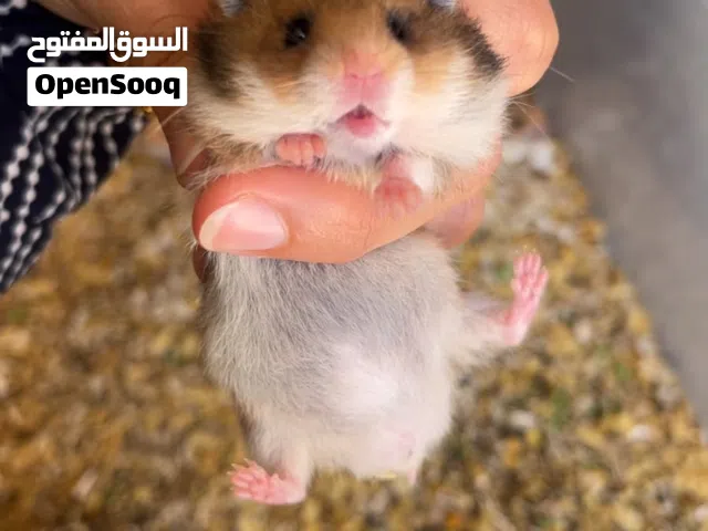 هامستر للبيع ذكر نظيف انتاج وتربية بيت