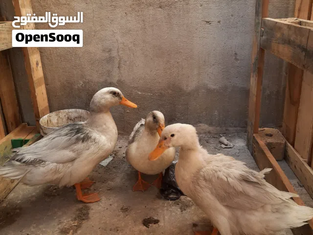 بط أبيض للبيع