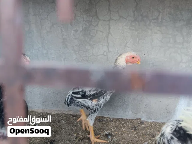 ديوك فراخ للبيع