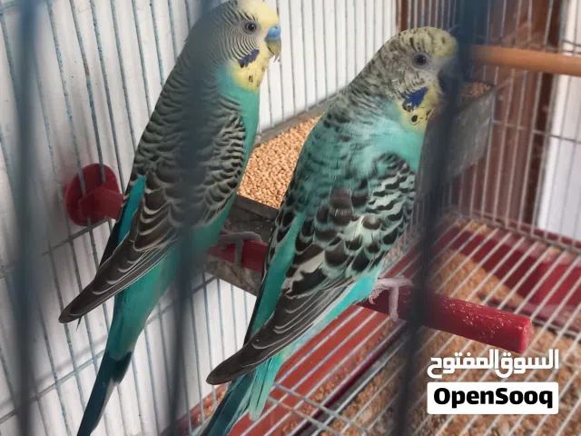كوبيه مفرخه تحتها 5