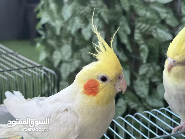 طيور كوكتيل