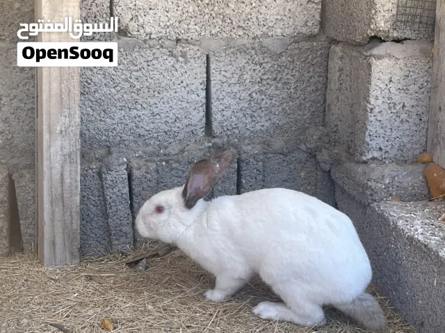 دكر ارنب ساوم