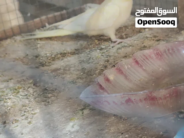 كوكتيل للبيع
