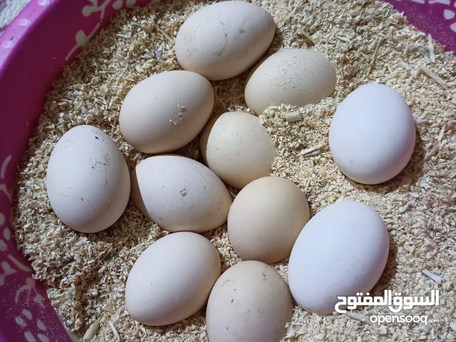 السلام عليكم بيض دجاج عرب مخصب لقاح خيل من الله الجزيره الفيحاء قرب جسر خالد رقم