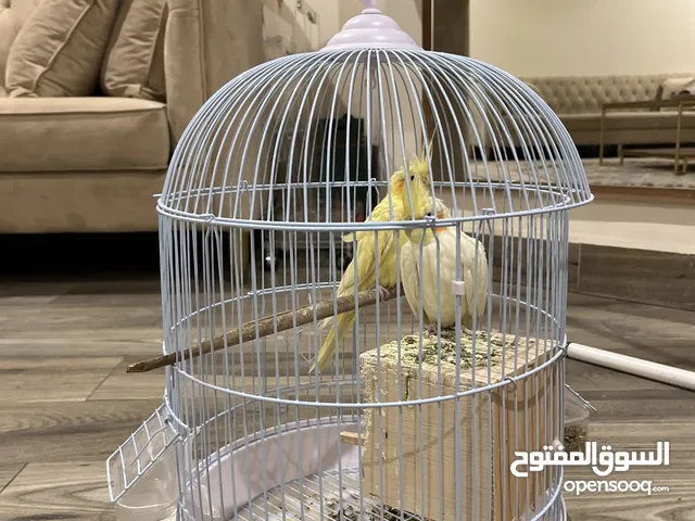  عصفور عمره خمسة شهور