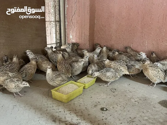 للبيع فرييي