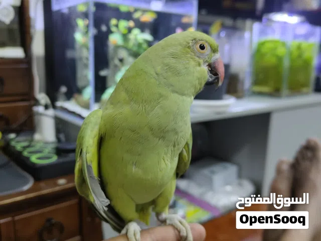 Green parrot