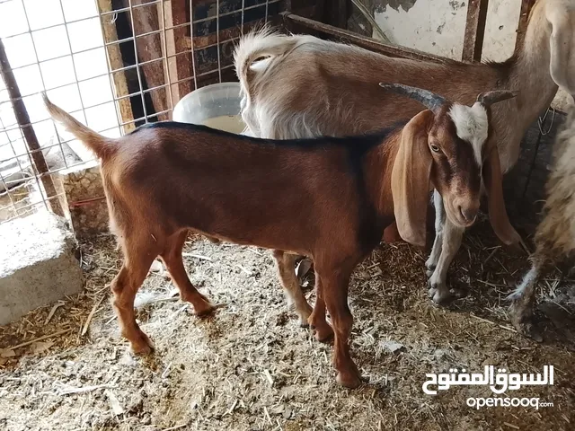 صخل شامي مال بيت للبيع مناسب أقرء الوصف وخابر وأنه خادم للجناي
