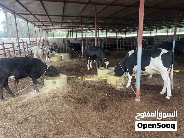 ثيران محلية