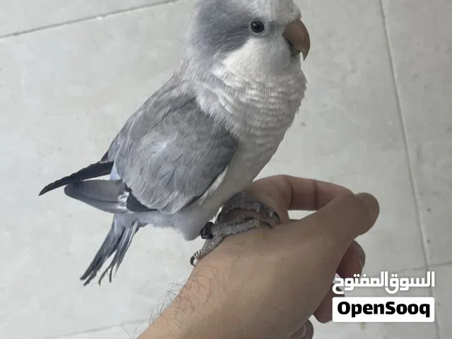مطلوب طير كويكر متعلم واليف بسعر معقول