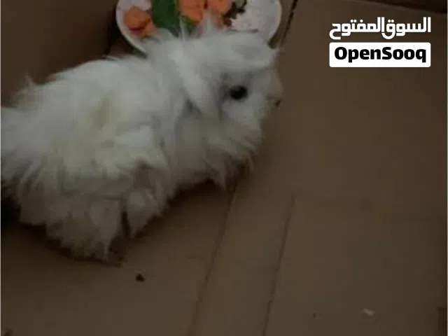 مطلوب ارنب غيني عين حمراء مطلوب